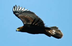 1-juvenil-de-aguila-real-en-vuelo