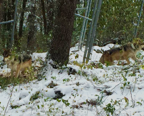 lobos_nieve