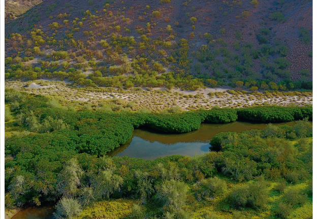 71-manglar
