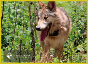 74-lobito