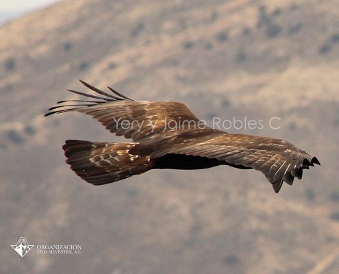 aguila